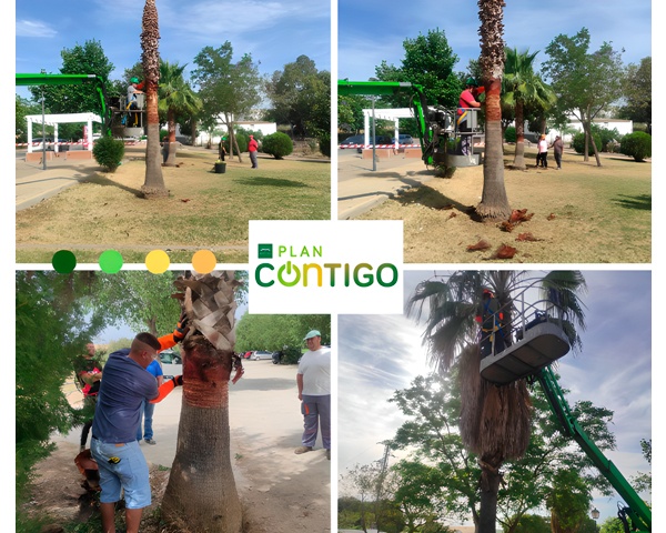 20230504-Desarrollo-prácticas-curso-poda-palmeras